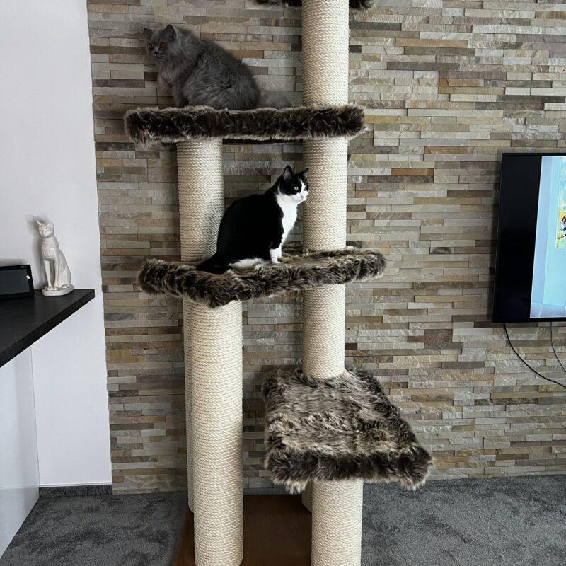 Cat Tree / Cat Scratcher R5 (Brown)